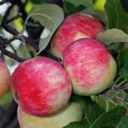 Описание и основные характеристики яблони сорта солнцедар и рекомендуемые регионы для выращивания - всё про сады
