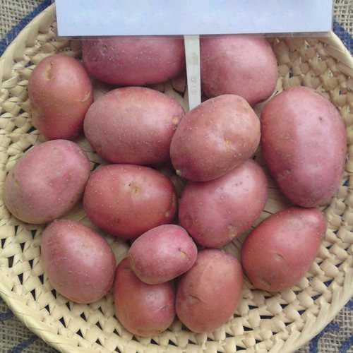 Сорт картофеля «альвара»: характеристика, описание, урожайность, отзывы и фото