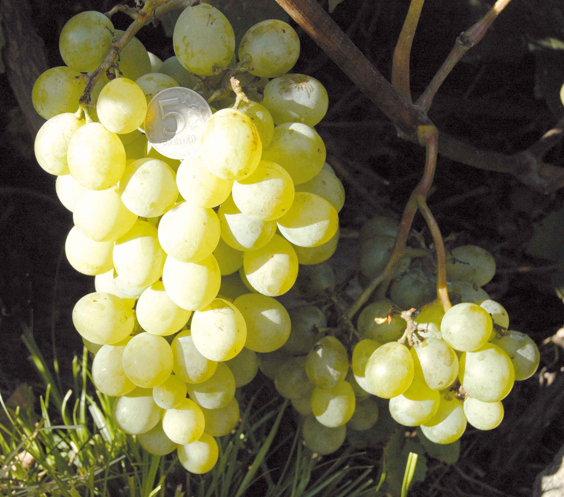 Виноград сорта мускат: характеристика на примере белого и иных видов, их описание и полезные свойства