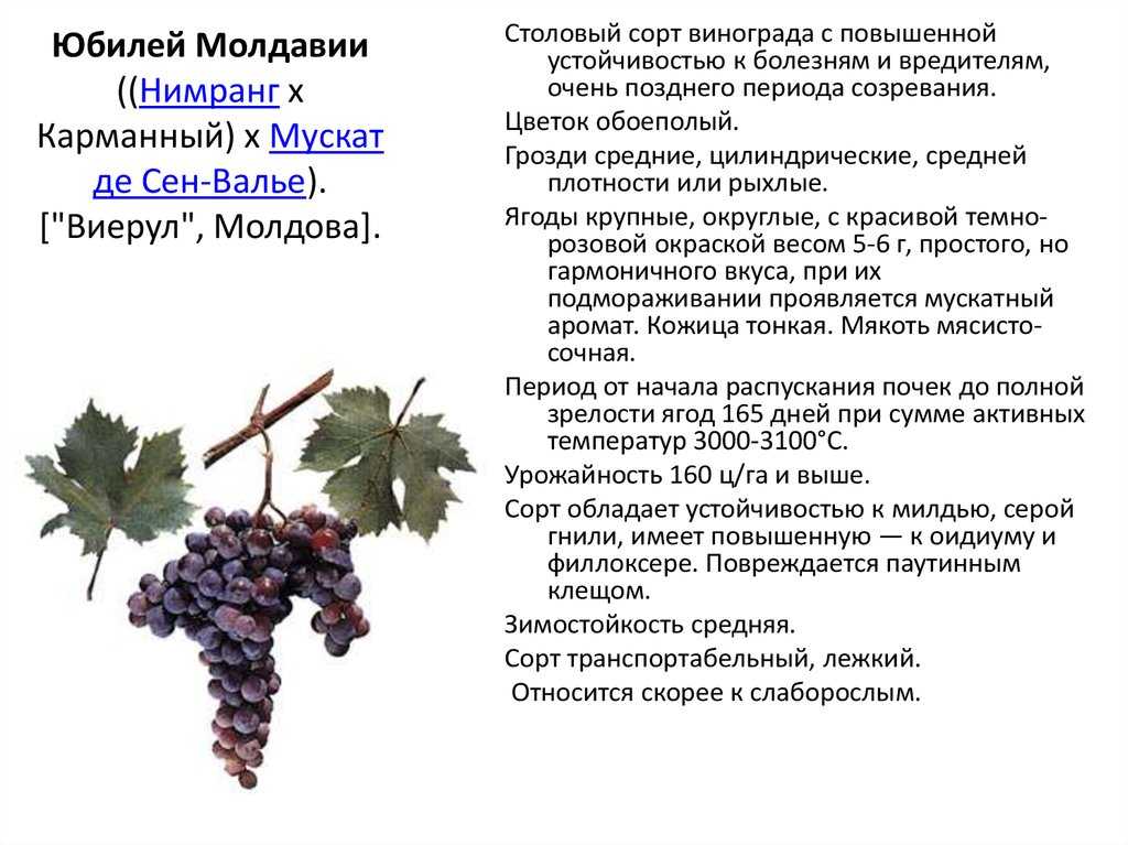 Виноград каберне совиньон: описание сорта, фото, отзывы, видео