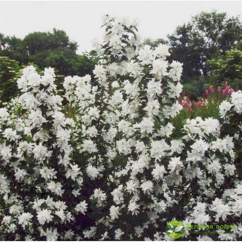Садовый жасмин (чубушник) — посадка и уход, описание и фото, размножение