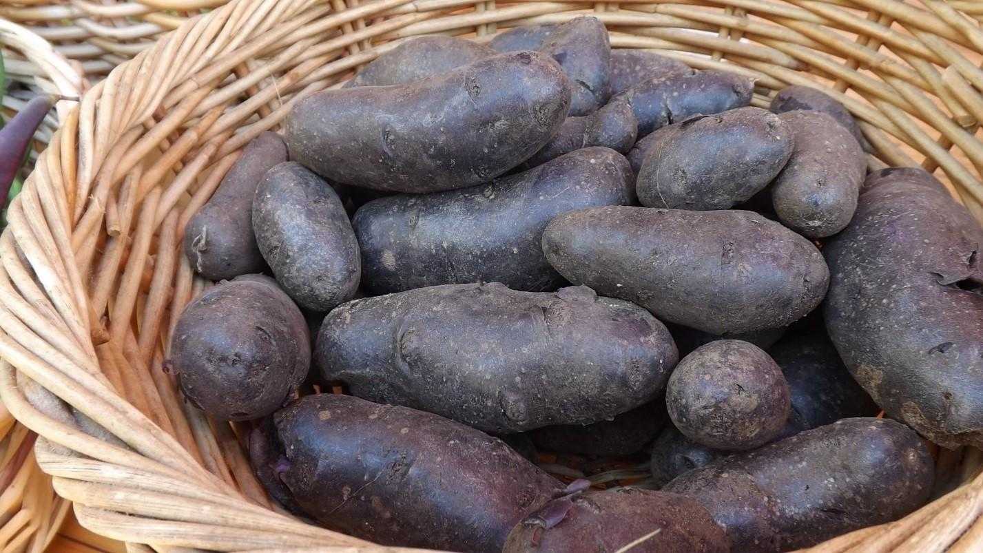Картофель «чугунка»: описание сорта, фото и основные характеристики русский фермер