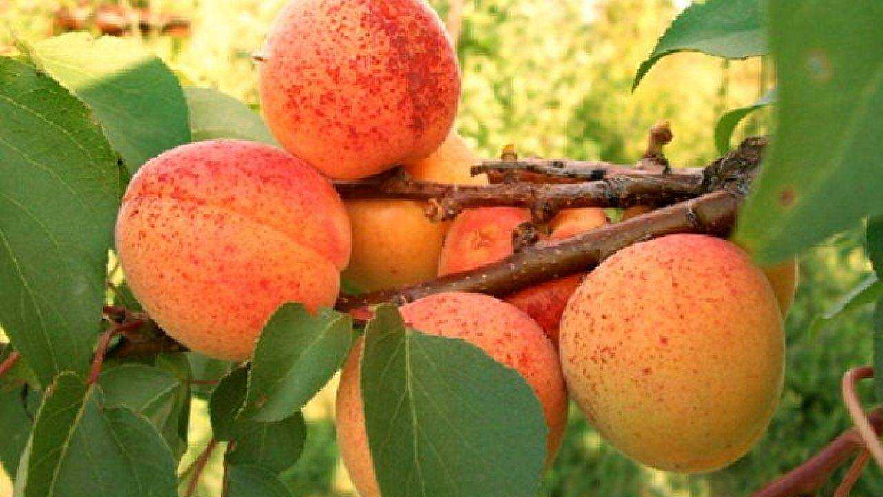 Как правильно проводить весеннюю подкормку плодовых деревьев?