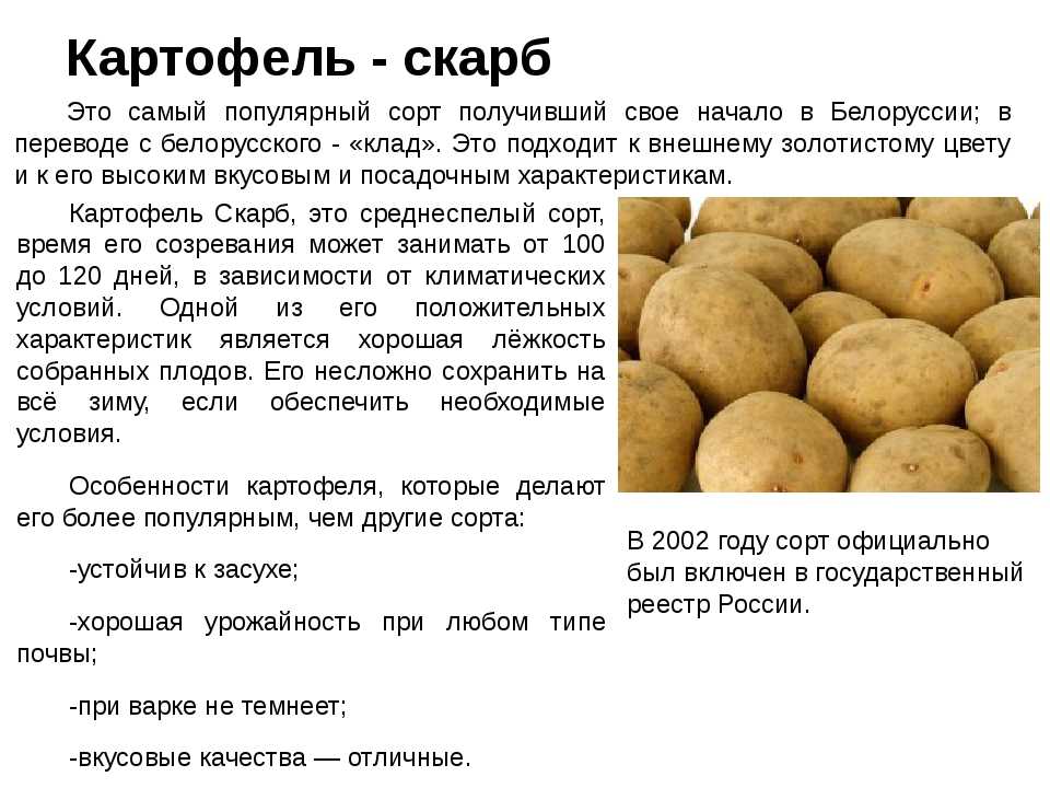 Картофель венета: описание сорта, фото, отзывы, урожайность
