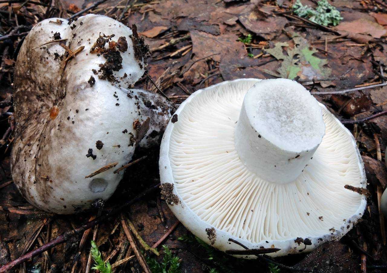 Грузди грибы - фото и описание: разновидности, фотографии