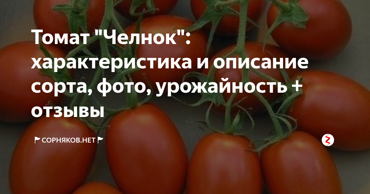 Томат челнок схема посадки