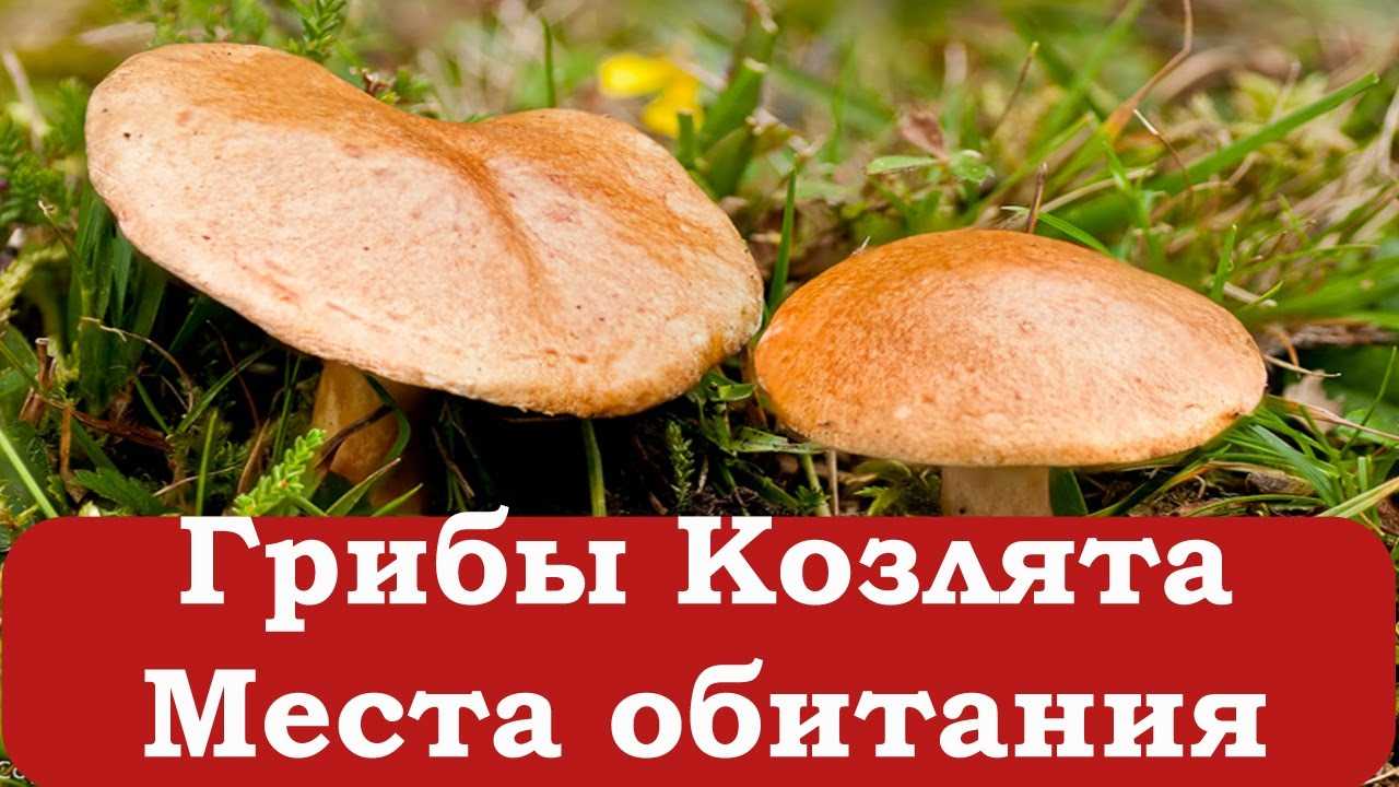Перечный гриб или моховик перечный (chalciporus piperatus): фото и описание. он съедобный или ядовитый?