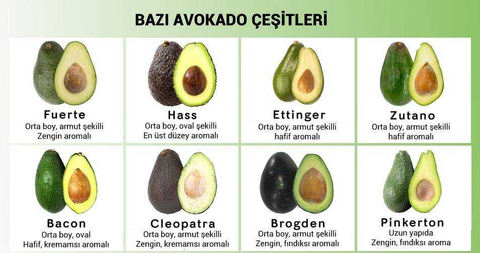 Разные классификации видов, рас и сортов авокадо в мире: по условиям роста, типу цветения, характеристикам плодов Описание самых популярных сортов авокадо