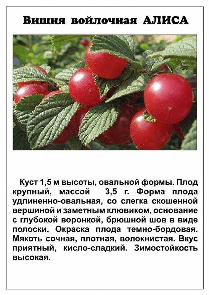 ᐉ дерево черешня: посадка и уход, фото, обрезка, прививка, описание сортов, болезни и вредители - roza-zanoza.ru