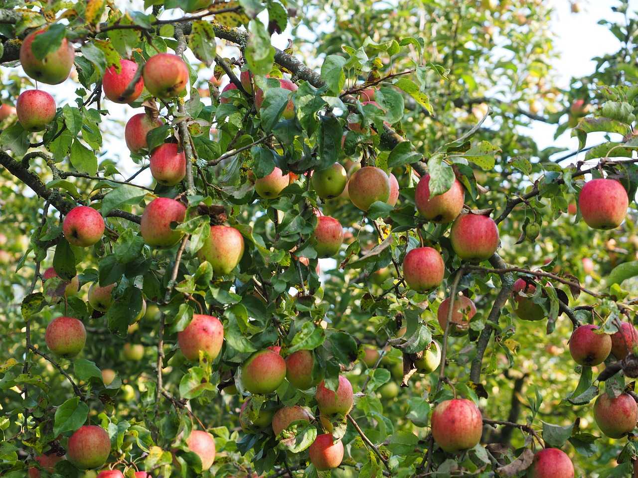 Яблоня женева эрли — 8 особенностей и советы по уходу