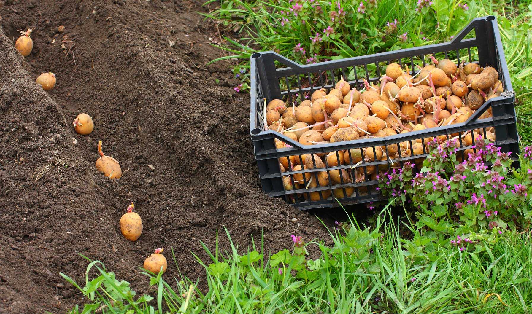 Линейка сортов от norika — высокий и качественный урожай картофеля - agrovesti.net