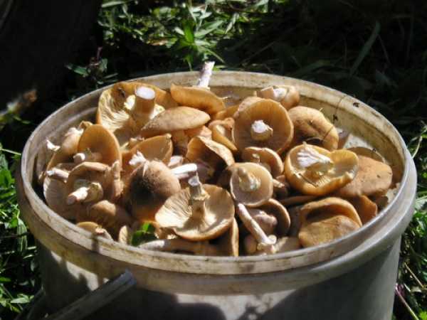 Как убрать горечь из грибов при термической обработке?