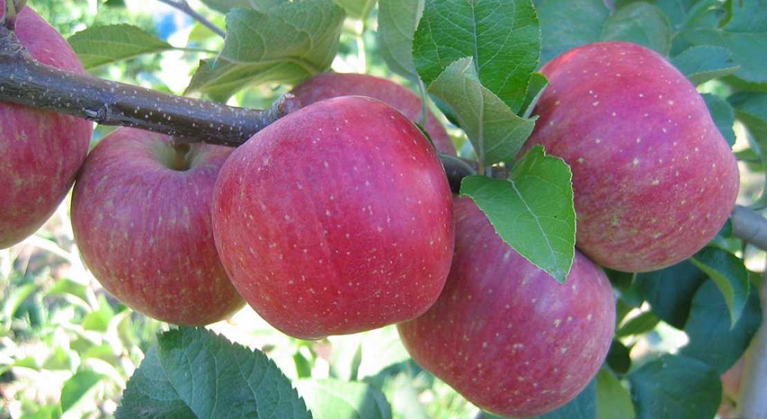 Яблоня башкирская красавица - особенности сорта