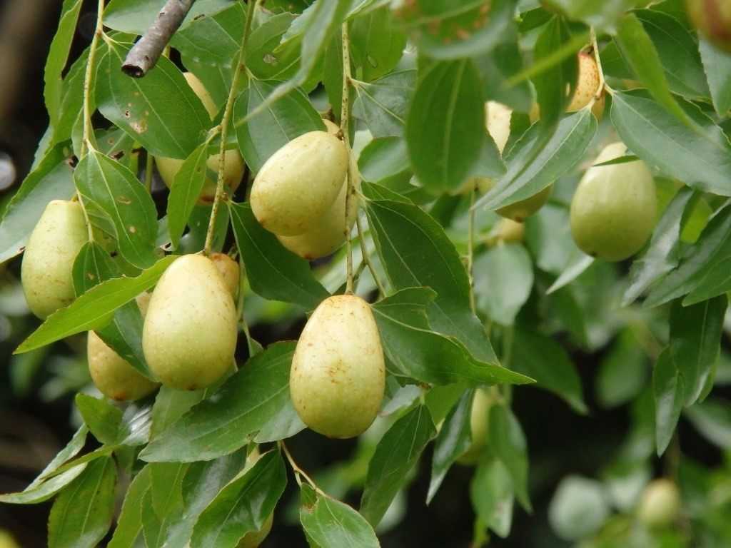 Зизифус выращивание в средней полосе. унаби (ююба) — лечебное дерево от всех болезней