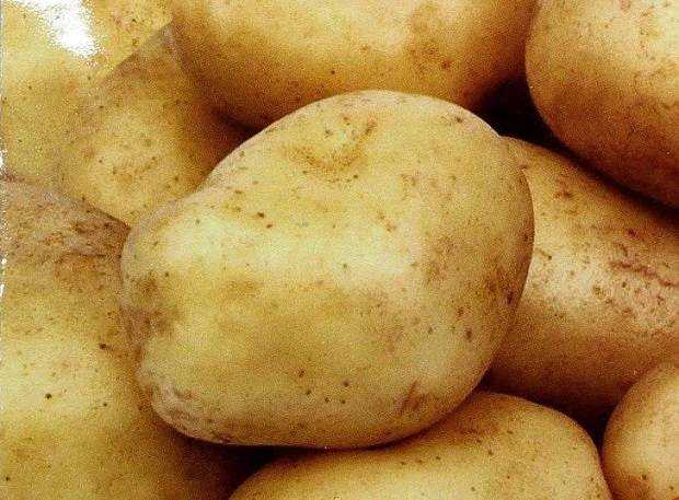 Картофель сказка описание сорта. Сорт картофеля Сифра. Сорт картофеля Хозяюшка. Сказочная картошка. Сорт картофеля сказка.