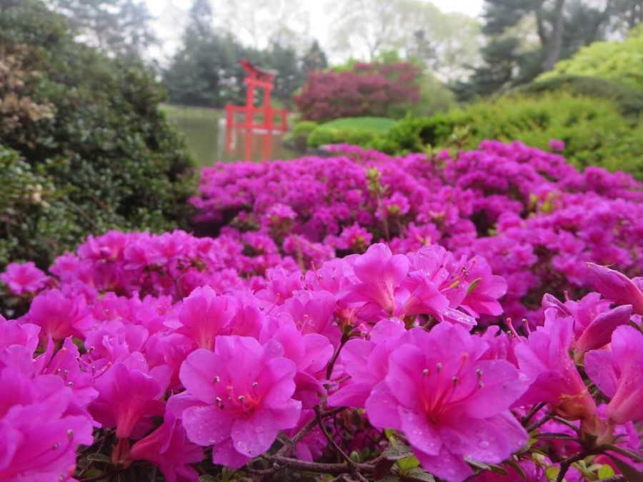 Самые популярные виды японской азалии — как украсить свой сад?