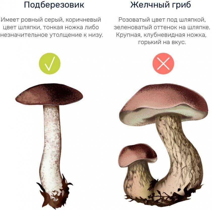 Подберезовик (гриб):описание и фото :: syl.ru