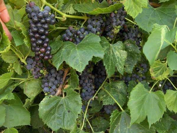 Сорт винограда амурский обоеполый