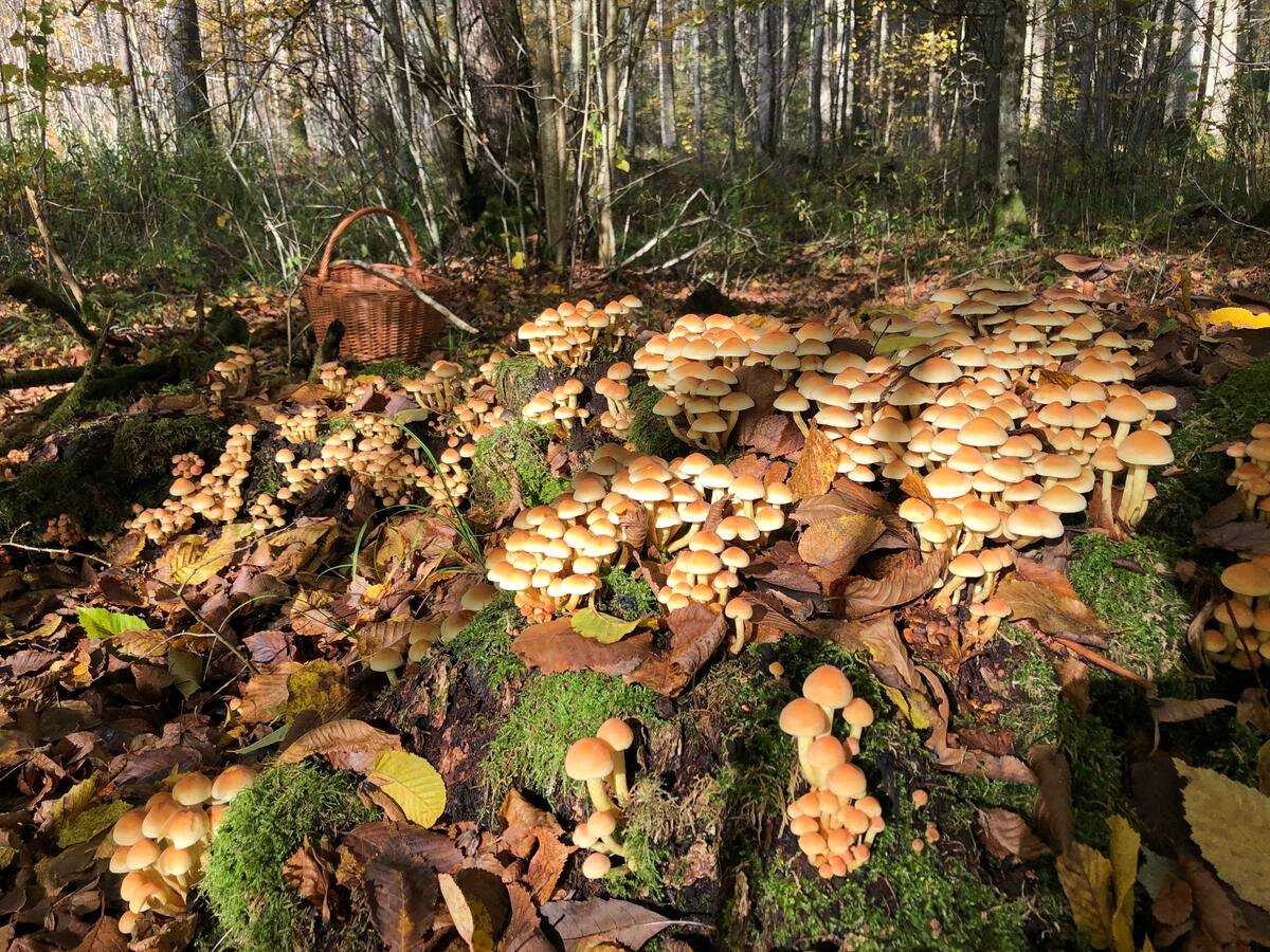 В поисках грибов в самарской области: описание съедобных и ядовитых видов, места и сроки сбора