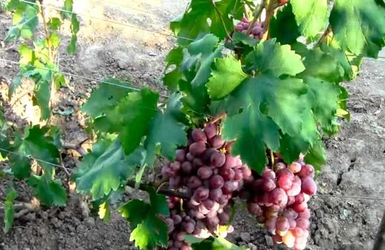 Виноград граф монте кристо: описание, фото и отзывы