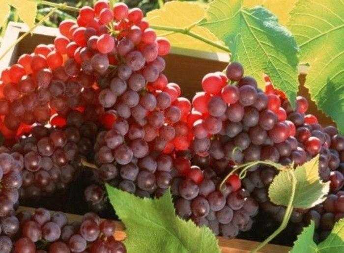 Описание, технология выращивания и отзывы о сорте винограда амурский прорыв один