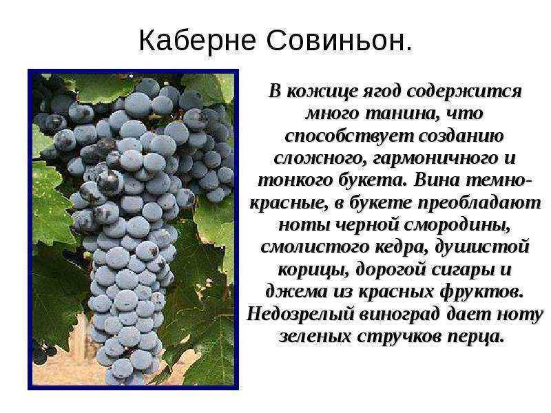 Каберне совиньон – сайт о винограде и вине
