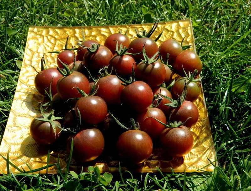 Шоколадный томат: характеристика и описание сорта, урожайность, отзывы с фото кто сажал