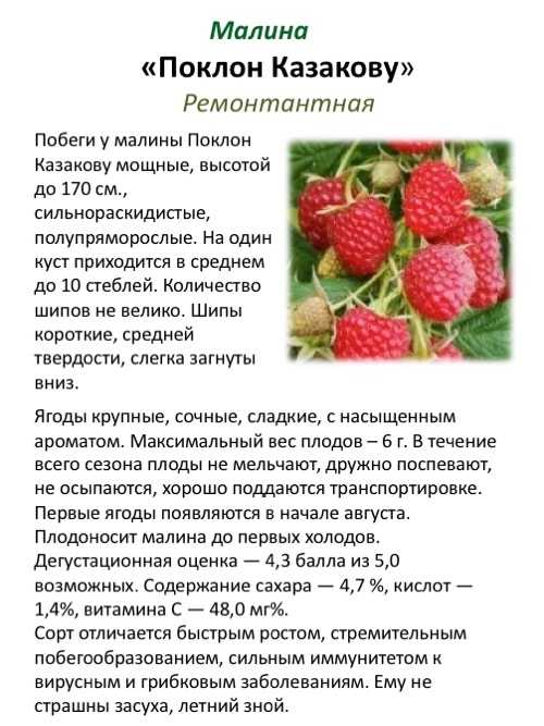 Описание малины гордость россии: правила посадки, ухода и размножения