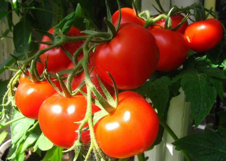 Сорт томата «шапка мономаха»: описание, характеристика, посев на рассаду, подкормка, урожайность, фото, видео и самые распространенные болезни томатов