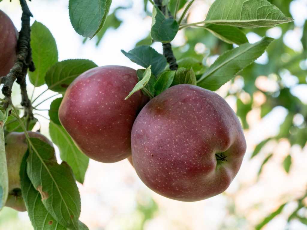 Яблоня солнцедар описание и характеристики сорта отзывы садоводов с фото
