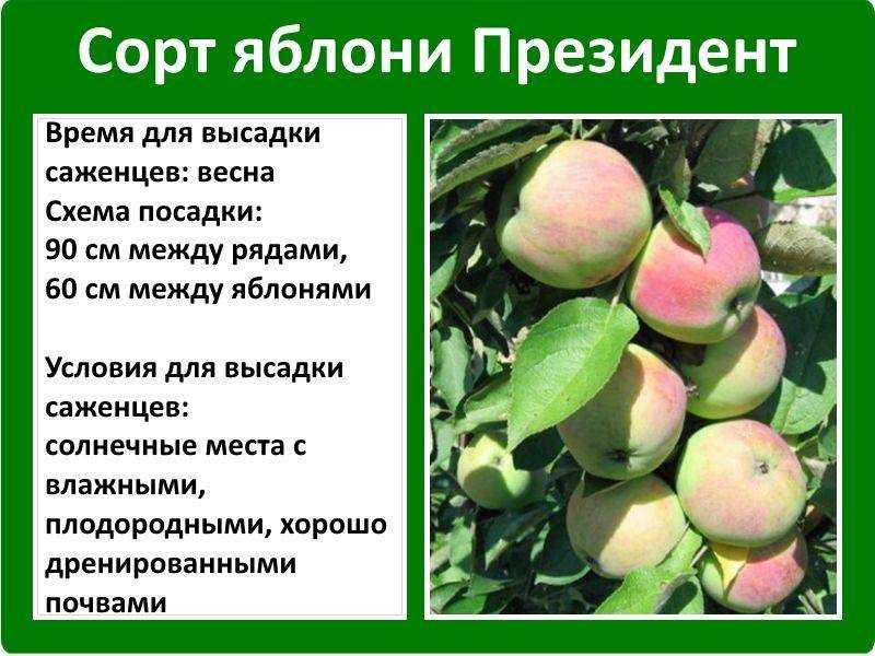 Яблоня эрли женева: описание сорта и отзывы садоводов