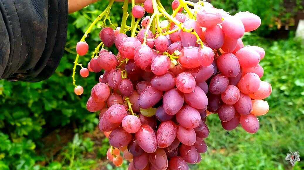 Виноград юпитер: описание сорта, достоинства и недостатки кишмиша
