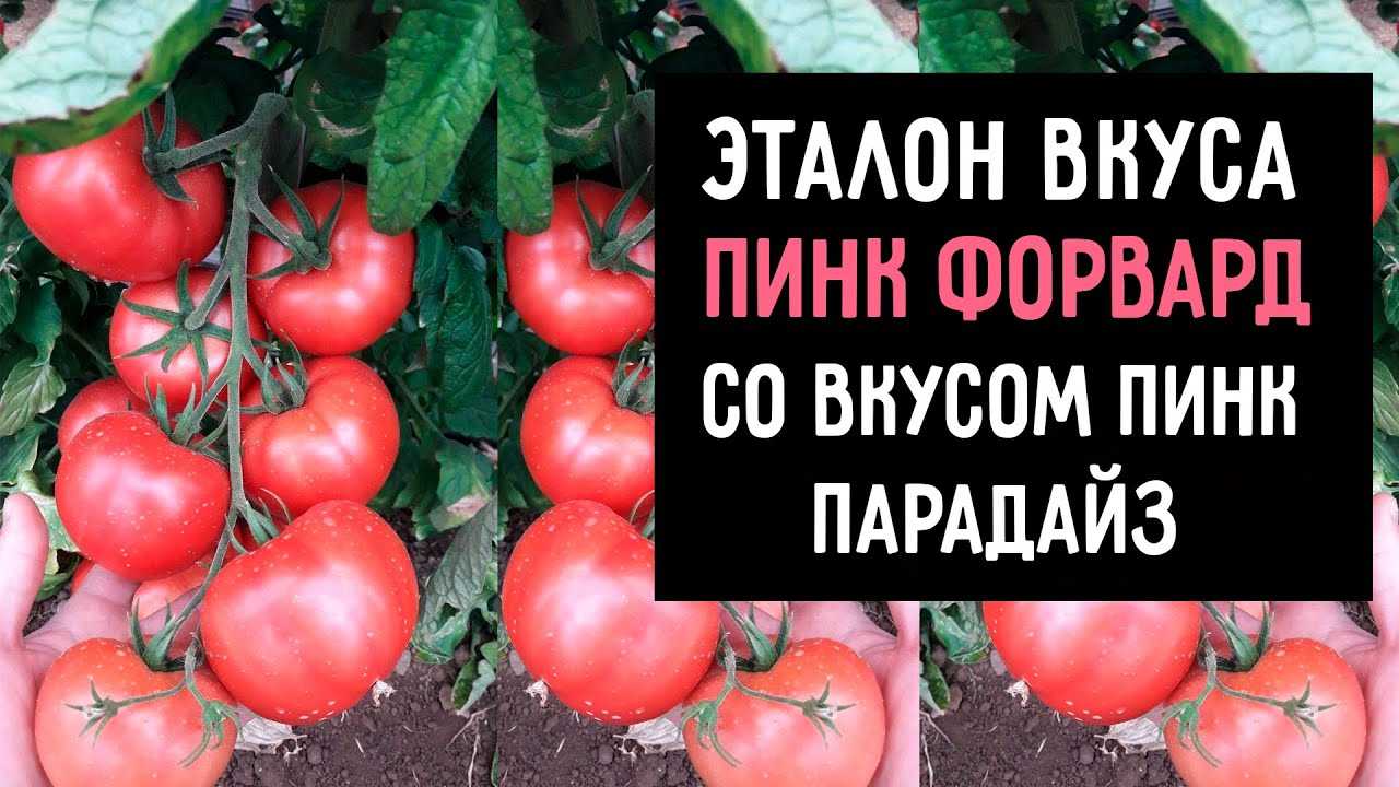 Сорт помидоров пинк парадайз отзывы. Помидоры сорт Пинк Парадайз. Томат Пинк Парадайз f1. Помидоры розовый Пинк Парадайз. Пинк форвард томат.