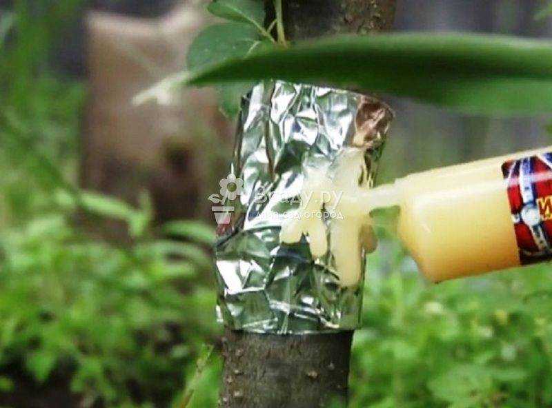 Муравьи на деревьях как избавиться народными средствами и химикатами