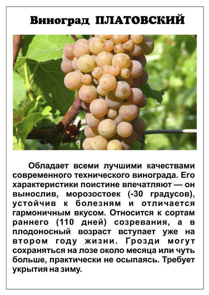✅ группы и сорта винограда - сад62.рф