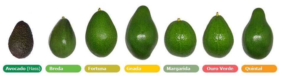 Сорта авокадо с фото и описанием: фуэрте, пинкертон, эттингер, хаас