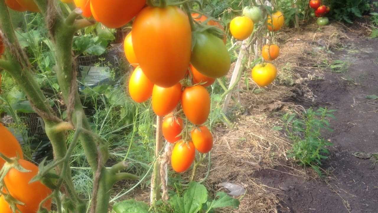 Невероятный томат «колокола россии» — украшение вашего огорода: описание сорта и фото