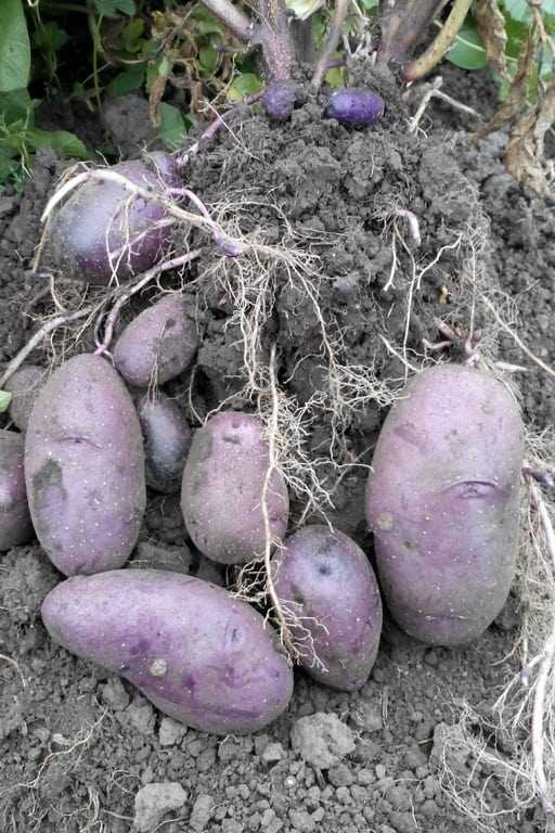 66 сортов картофеля – рейтинг 2022. названия с фото | огородникам инфо