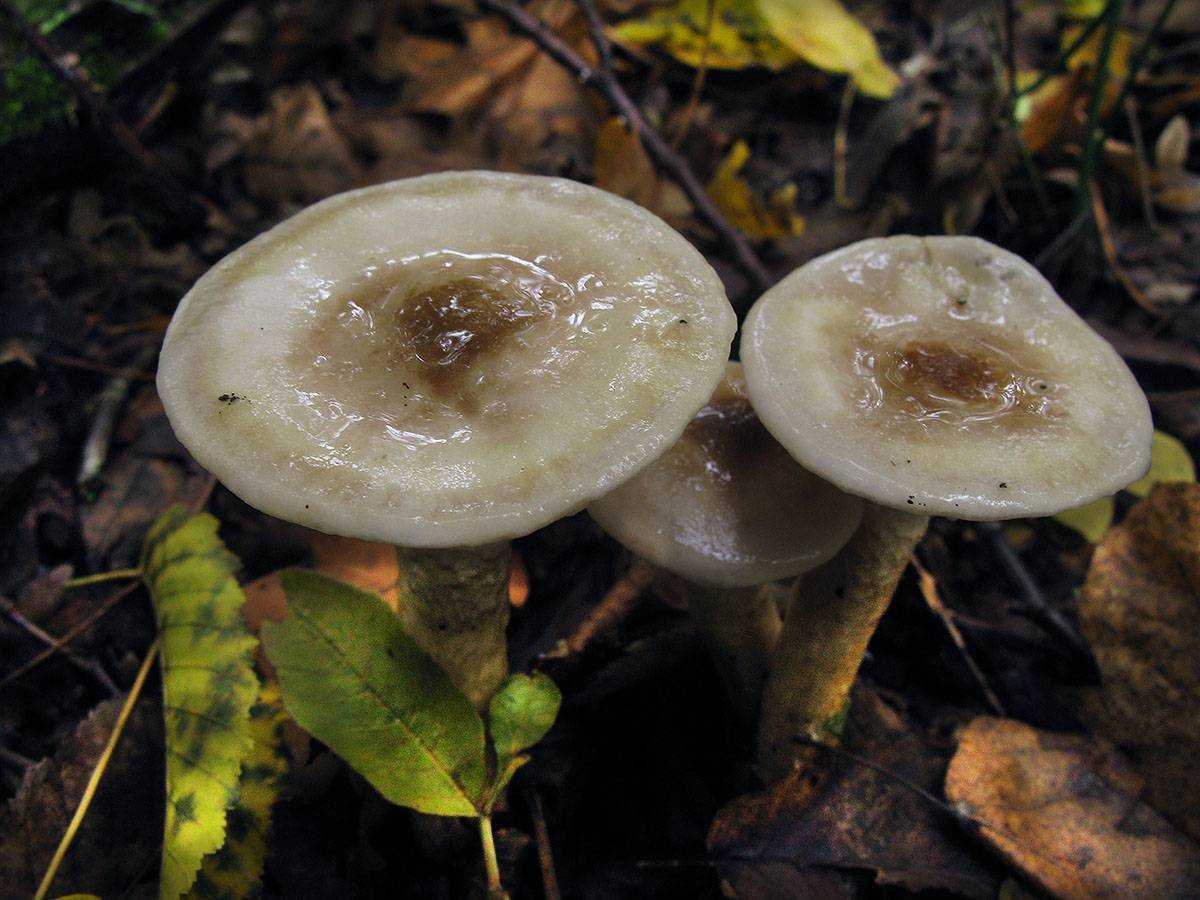 Опенок луговой (негниючник): деликатесные грибы — 5 признаков