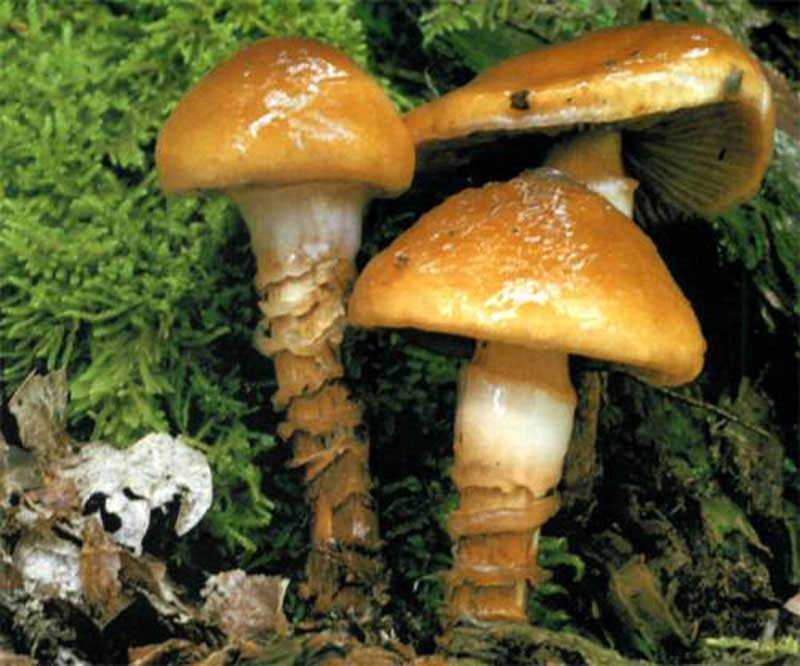 Паутинник: красивейший смертельно ядовитый гриб или съедобный, его описание (+22 фото)