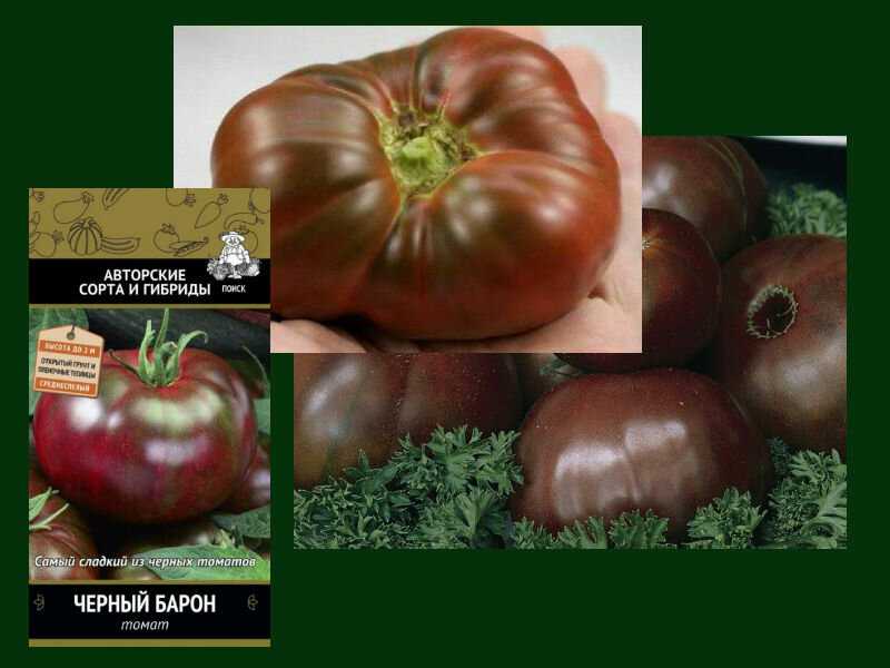 Сорт для холодного климата — томат таймыр: характеристики и описание, отзывы об урожайности