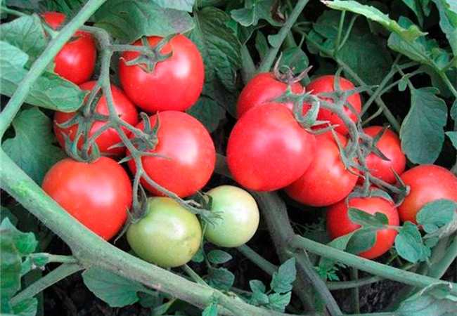 Выращиваем томат ямал – ранний, сладкий, урожайный