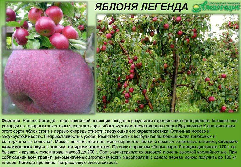 Яблоня старкримсон — особенности выращивания