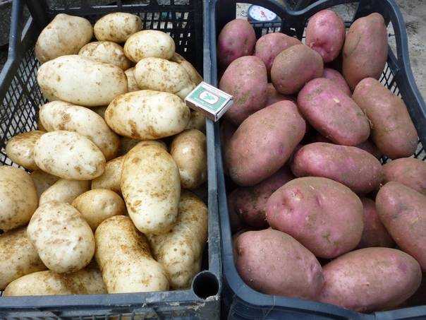 Картофель аврора: описание и характеристика сорта с фото, особенности выращивания