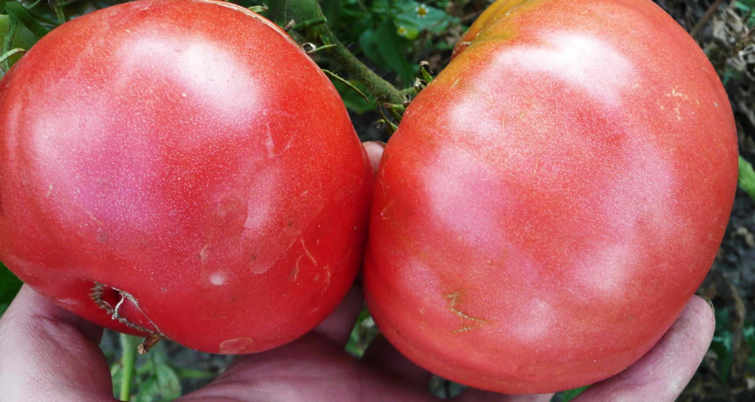 Розовый томат открытого. Томат Король-гигант IX f1. Томат розовый гигант. Семена томат розовый гигант. Томат томат розовый гигант.