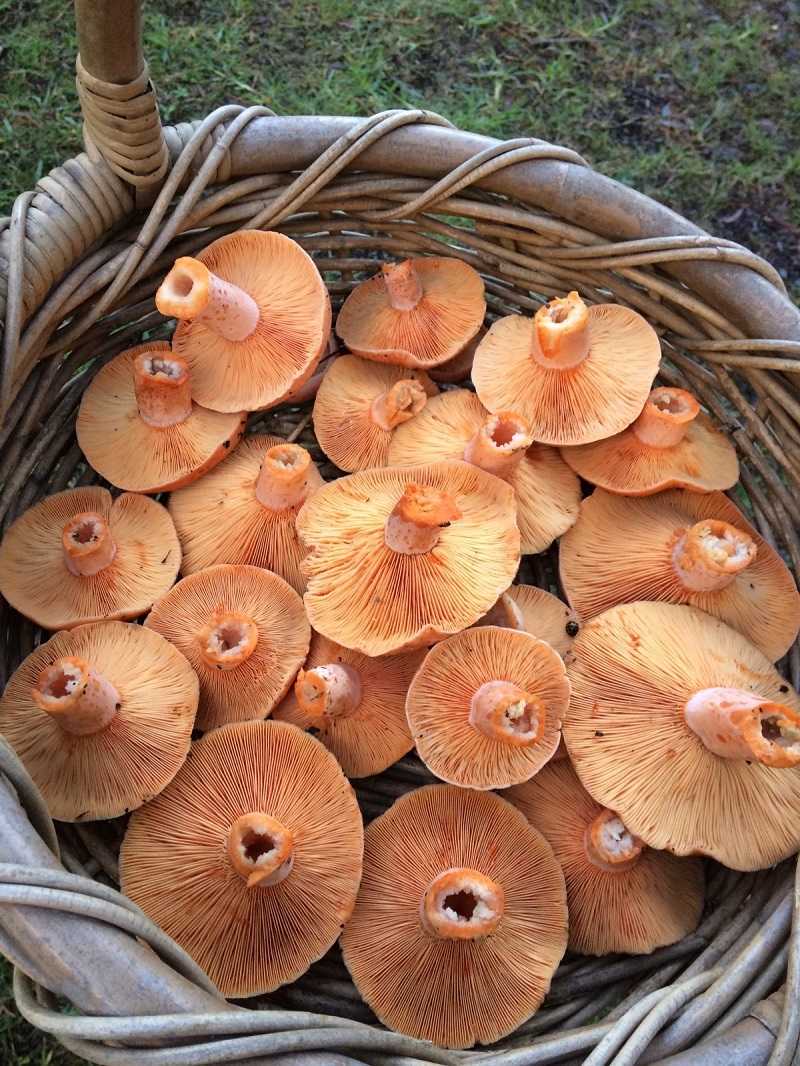 Царские грибы рыжики: описание, виды и фото