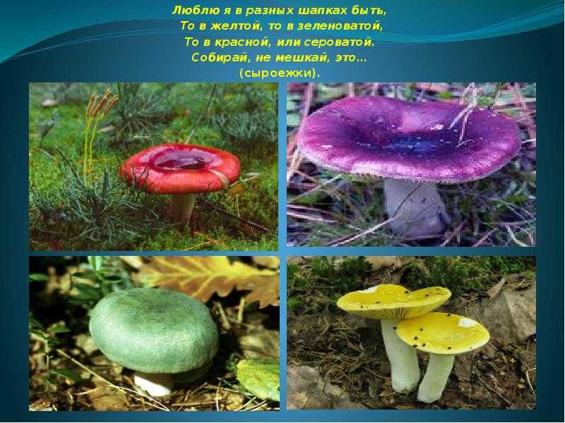 Как отличить хороший гриб от плохого. как отличить ядовитые грибы от съедобных | здоровье человека