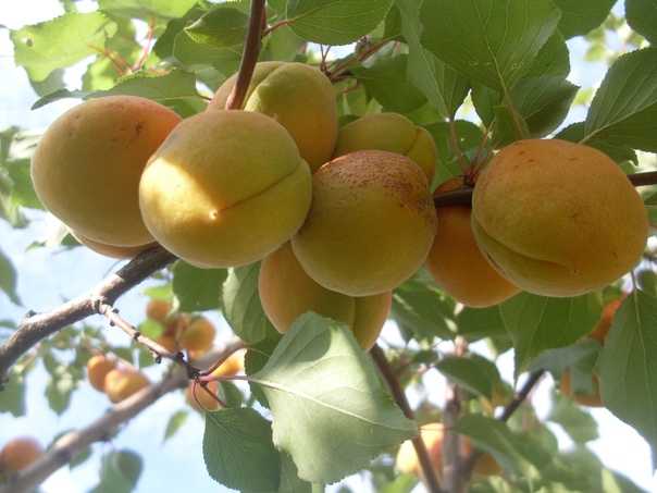 Самоплодные сорта абрикоса с описанием и фото