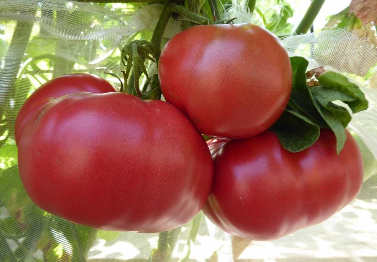 Супердетерминантный сорт помидор - что это Обзор сортов для открытого выращивания, для теплицы, балконные сорта томатов с описанием и фото