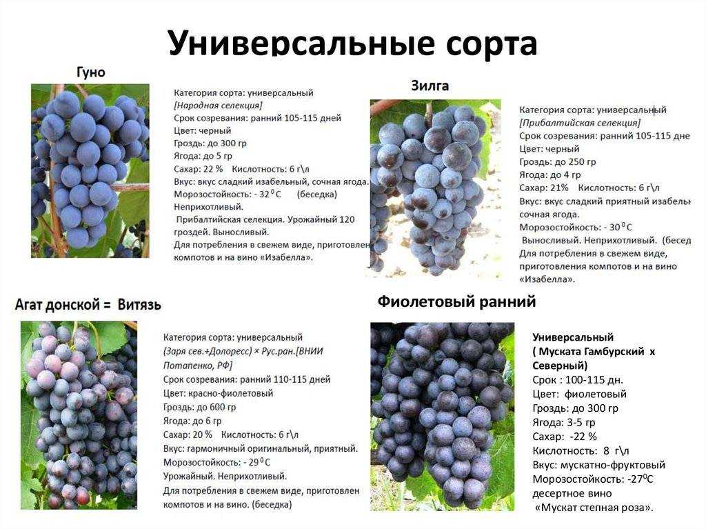 Виноград мускат: описание сортов и их характеристик, особенности выращивания с фото | сортовед